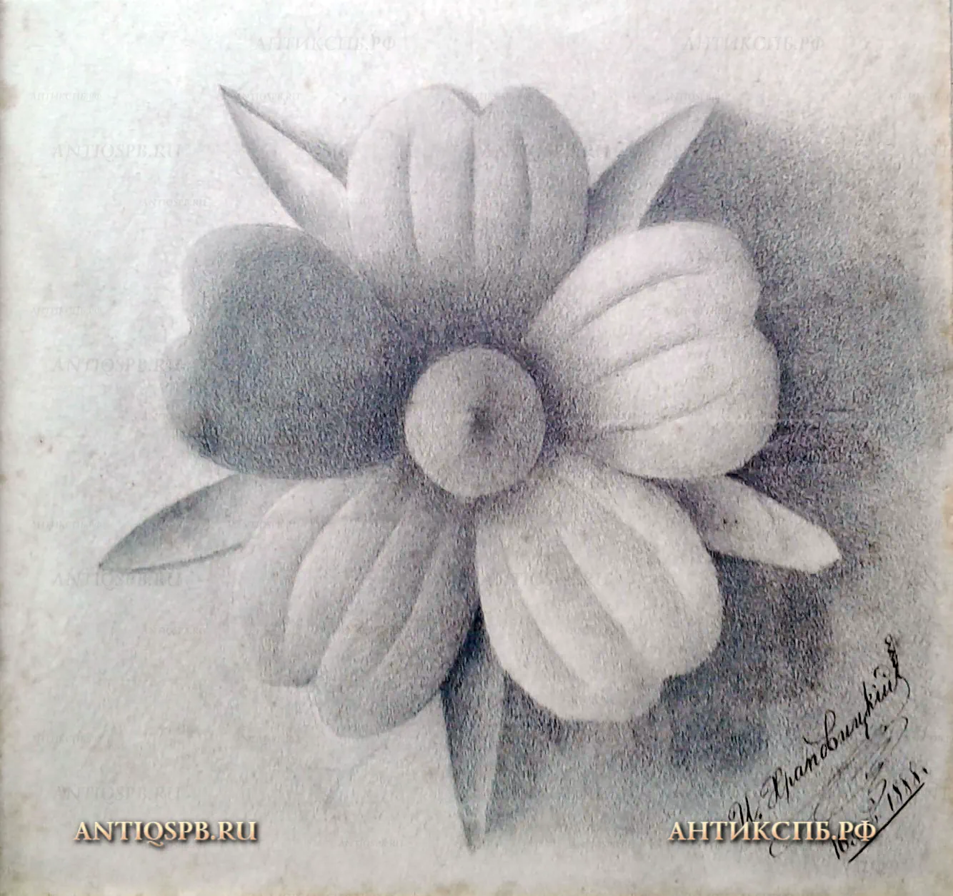 Рисунок старинный "Цветок". Бумага, карандаш. Автор: И. Храповицкий. Россия. Кон. ХIХ века. №21872